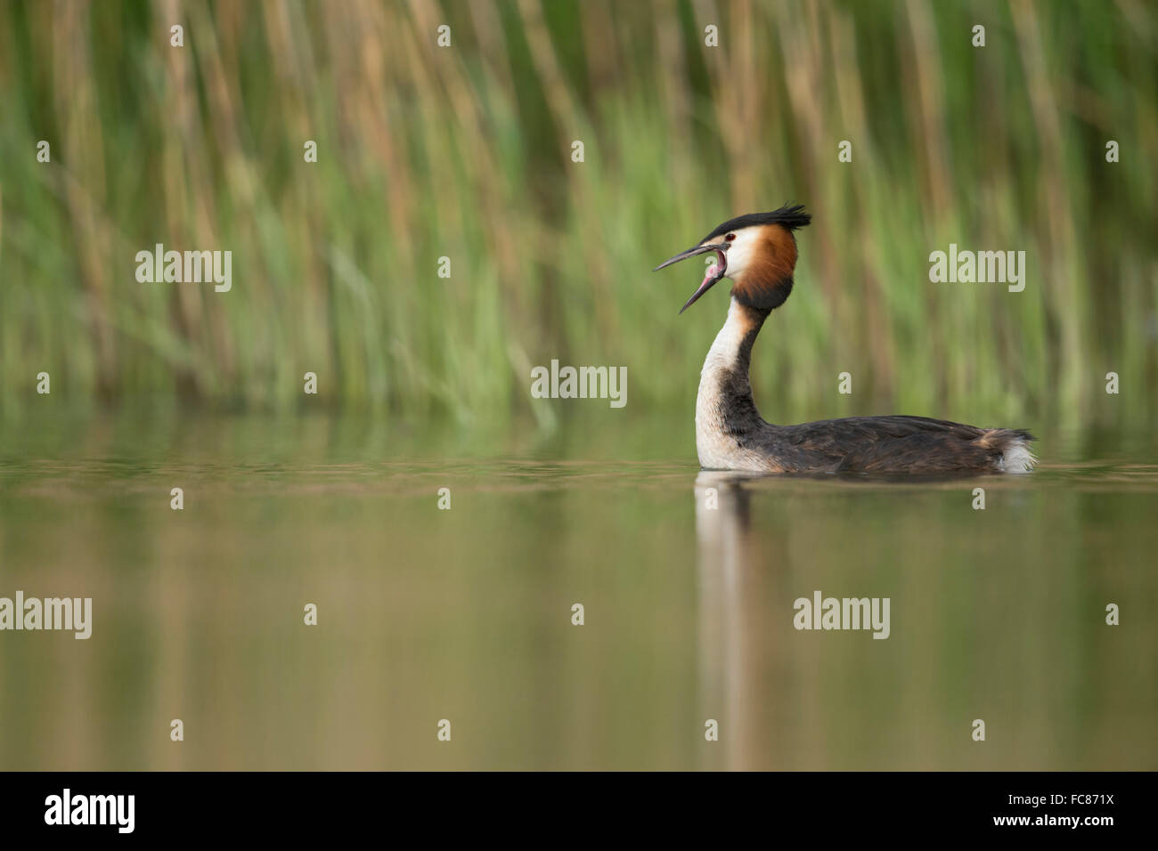 Great Crested Grebe / Haubentaucher ( Podiceps Cristatus ) rigurgitando residui alimentari, ampio becco aperto, mostra la sua lingua, la fauna selvatica, l'Europa. Foto Stock