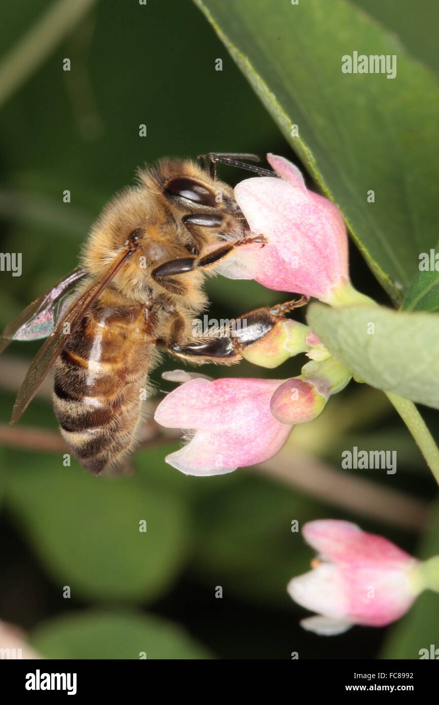 In estate i piccoli fiori di Snowberry (Syphoricarpos albus) offrono il miele api e di altri insetti nettare e polline. Kleinschmalkalden, Turingia, Germania, Europa Data: giugno 24, 2010 Foto Stock