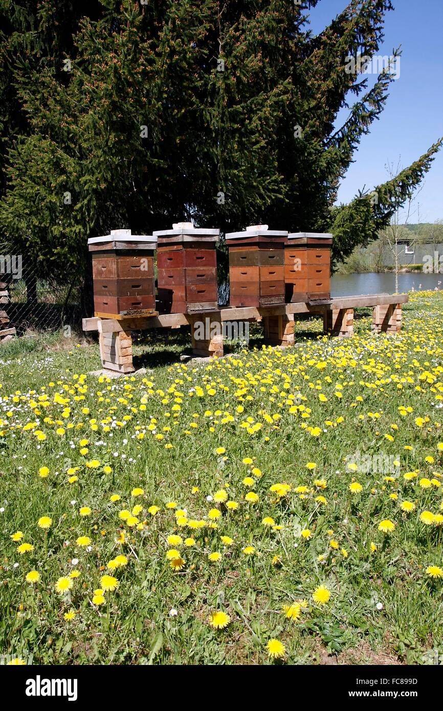 Un apiario durante la primavera fioriscono. L'honeybee (Apis mellifera) utilizzano i servizi di tarassaco e raccogliere ci nettare e polline. Geisa, Rhoen Riserva della Biosfera, Turingia, Germania, Europa Data: 6 maggio 2015 Foto Stock
