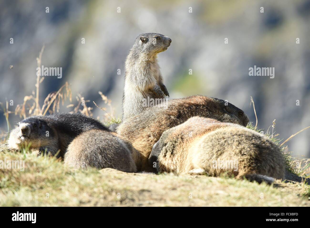 Marmote Foto Stock