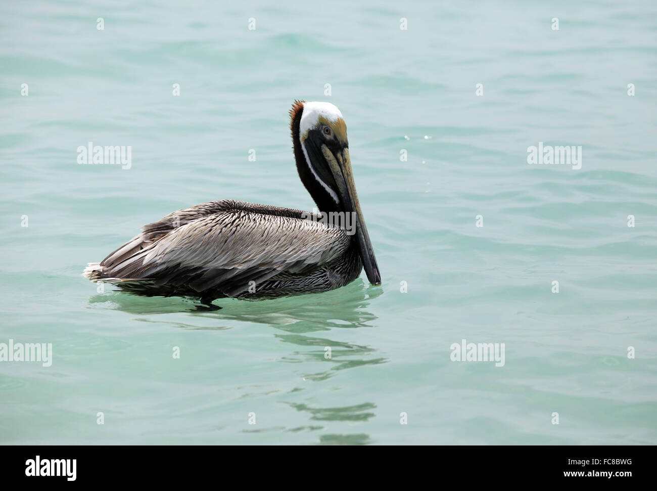 Brown Pelican Foto Stock