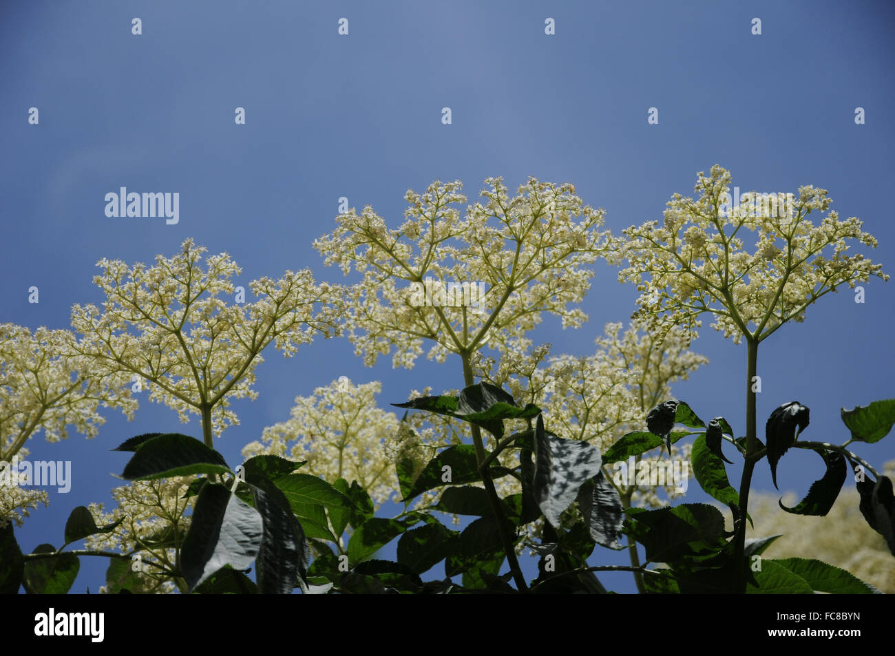 Sambuco nero Foto Stock