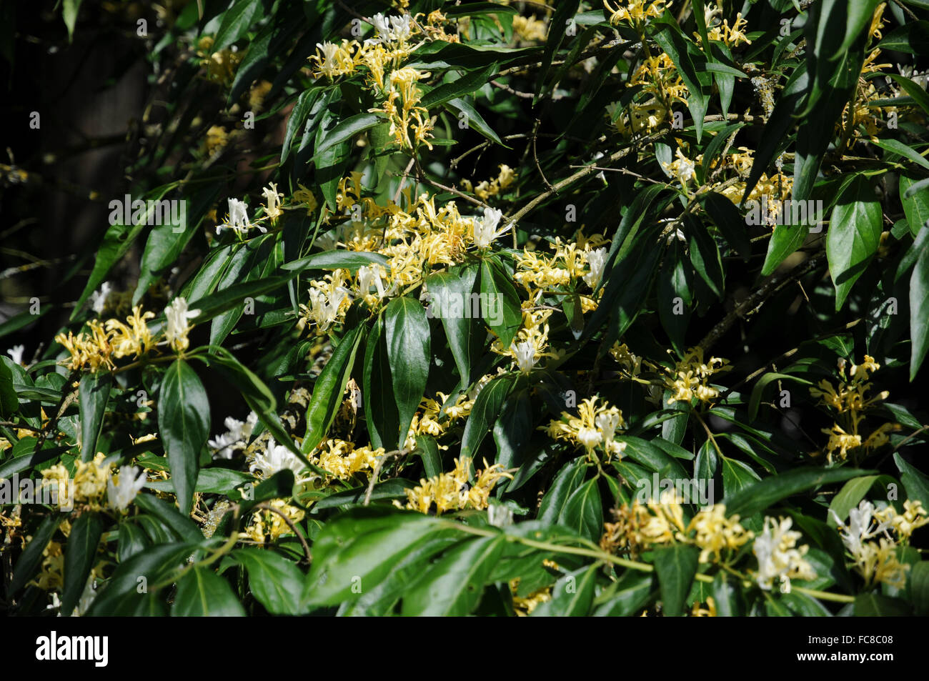 Caprifoglio Amur Foto Stock