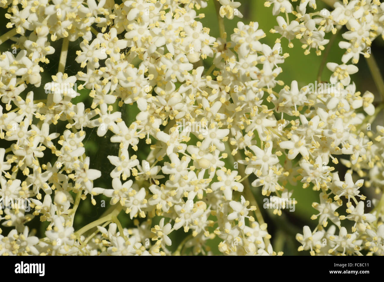 Sambuco nero Foto Stock