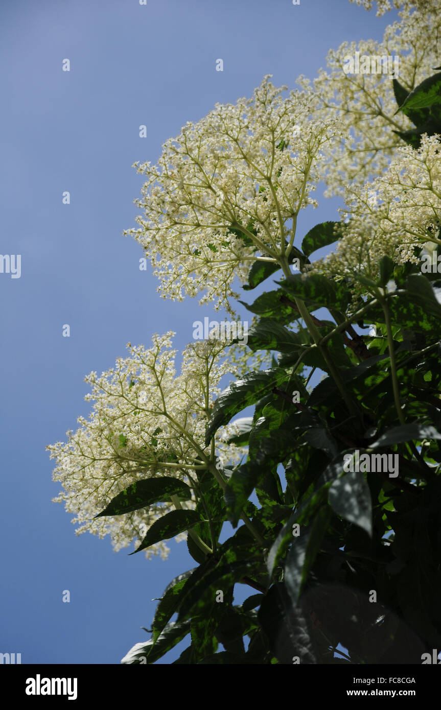 Sambuco nero Foto Stock