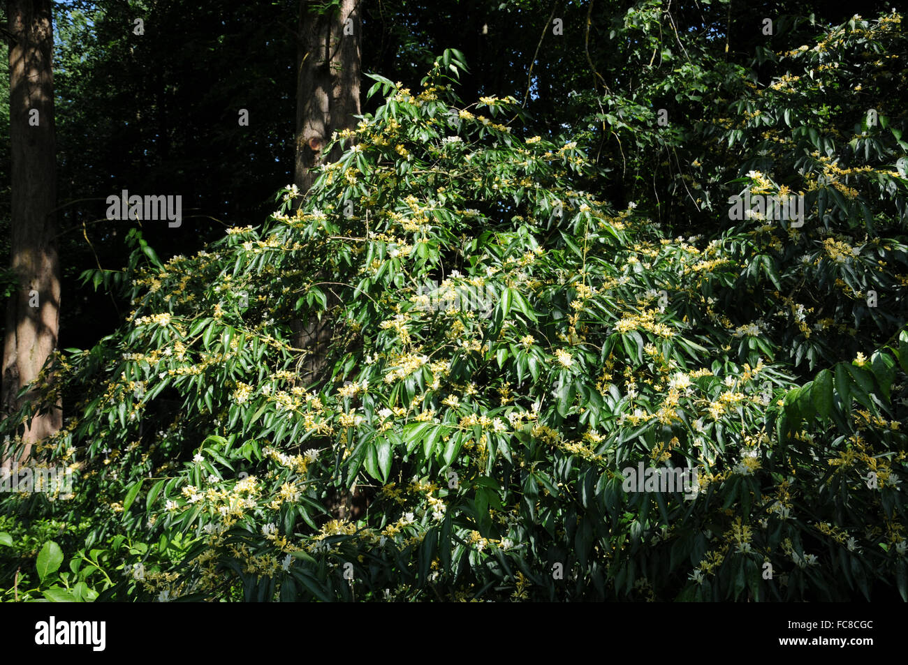 Caprifoglio Amur Foto Stock