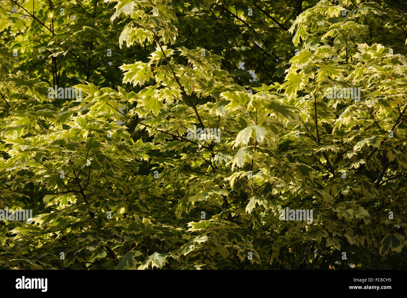 Variegata di norvegia maple Foto Stock