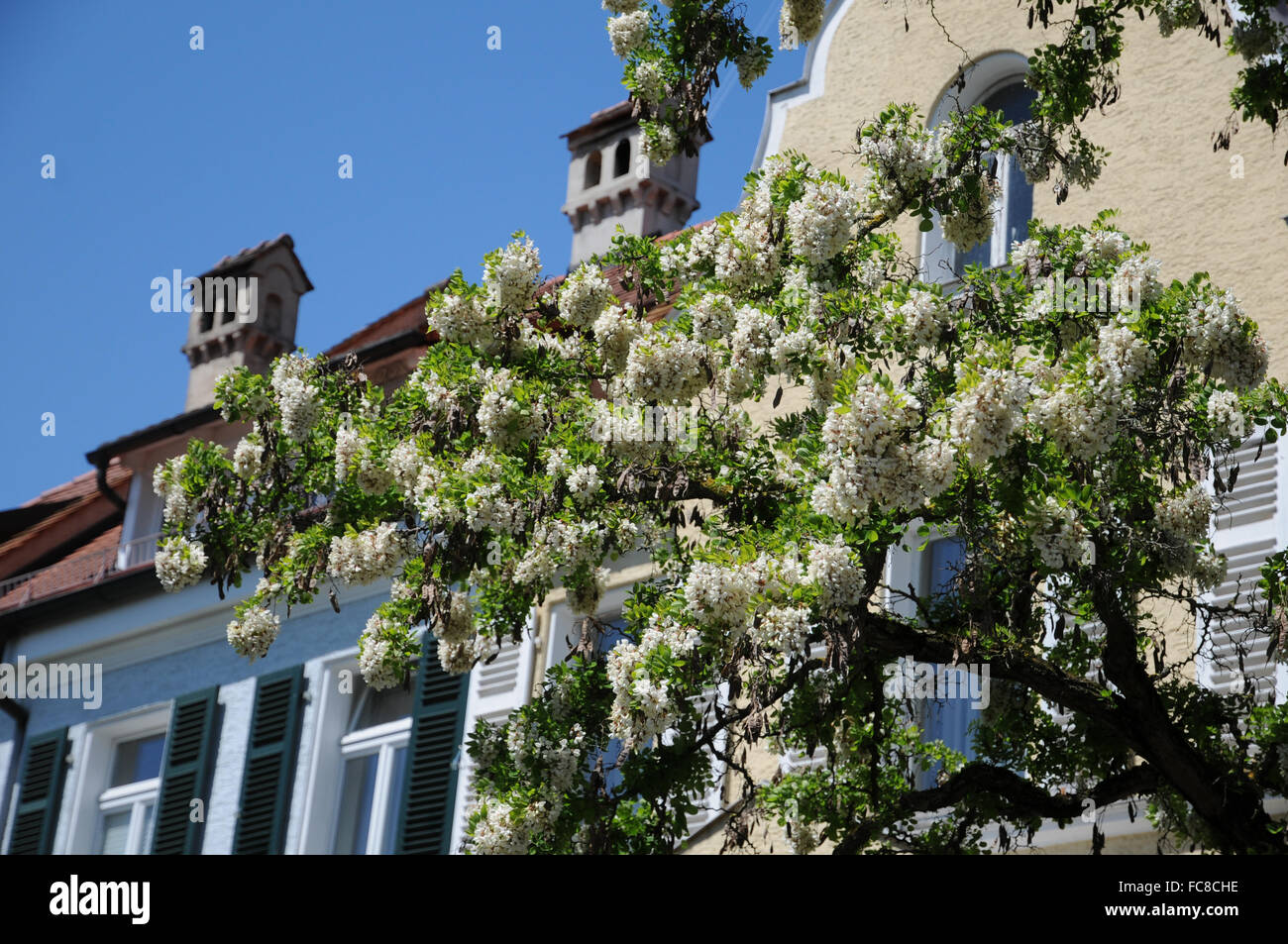 Robinia pseudoacacia Foto Stock