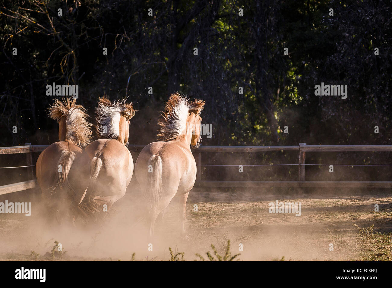 Fiordo norvegese cavallo. Tre adulti al galoppo in un polveroso paddock, visto dalla parte posteriore. Italia Foto Stock