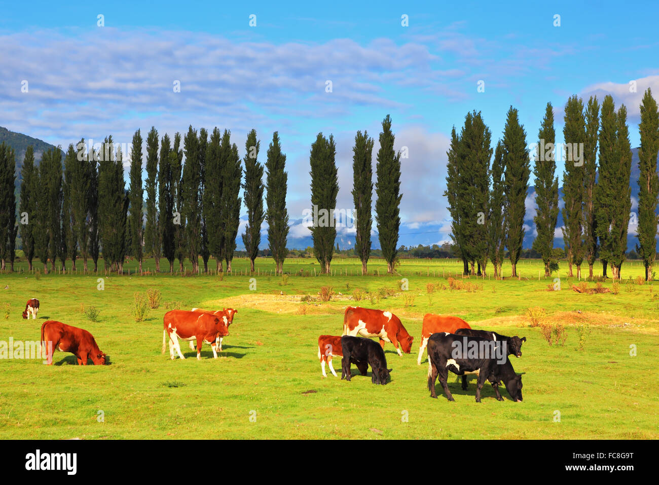 Arancione e mucca nera Foto Stock