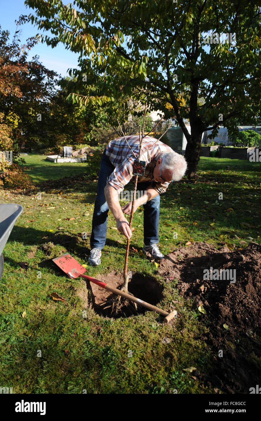 Sweet cherry tree, semina Foto Stock