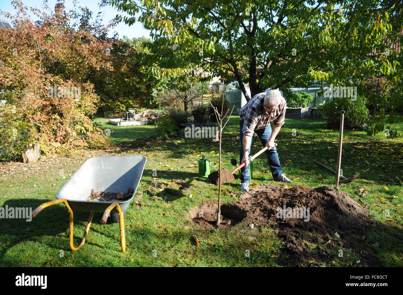 Sweet cherry tree, semina Foto Stock