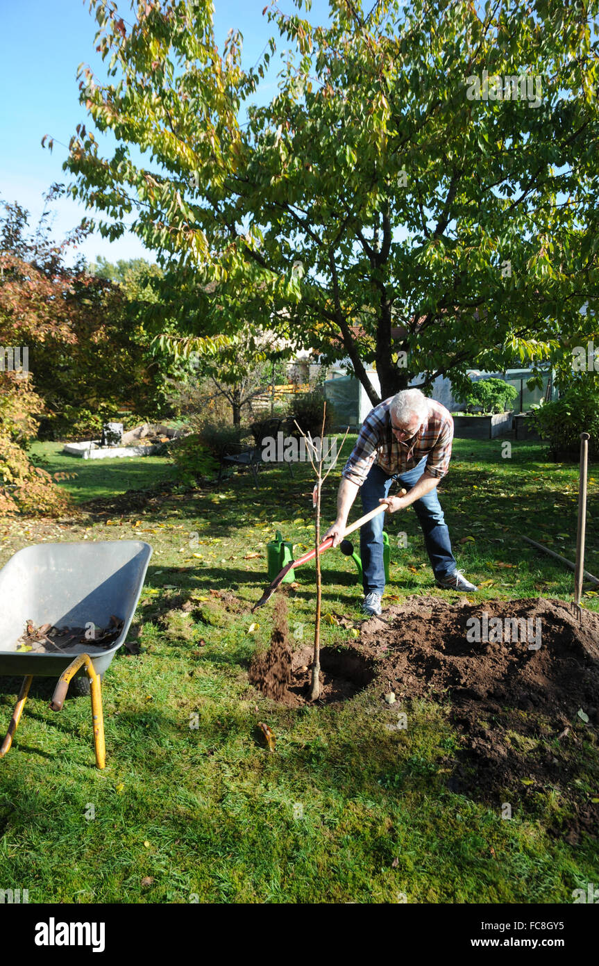 Sweet cherry tree, semina Foto Stock