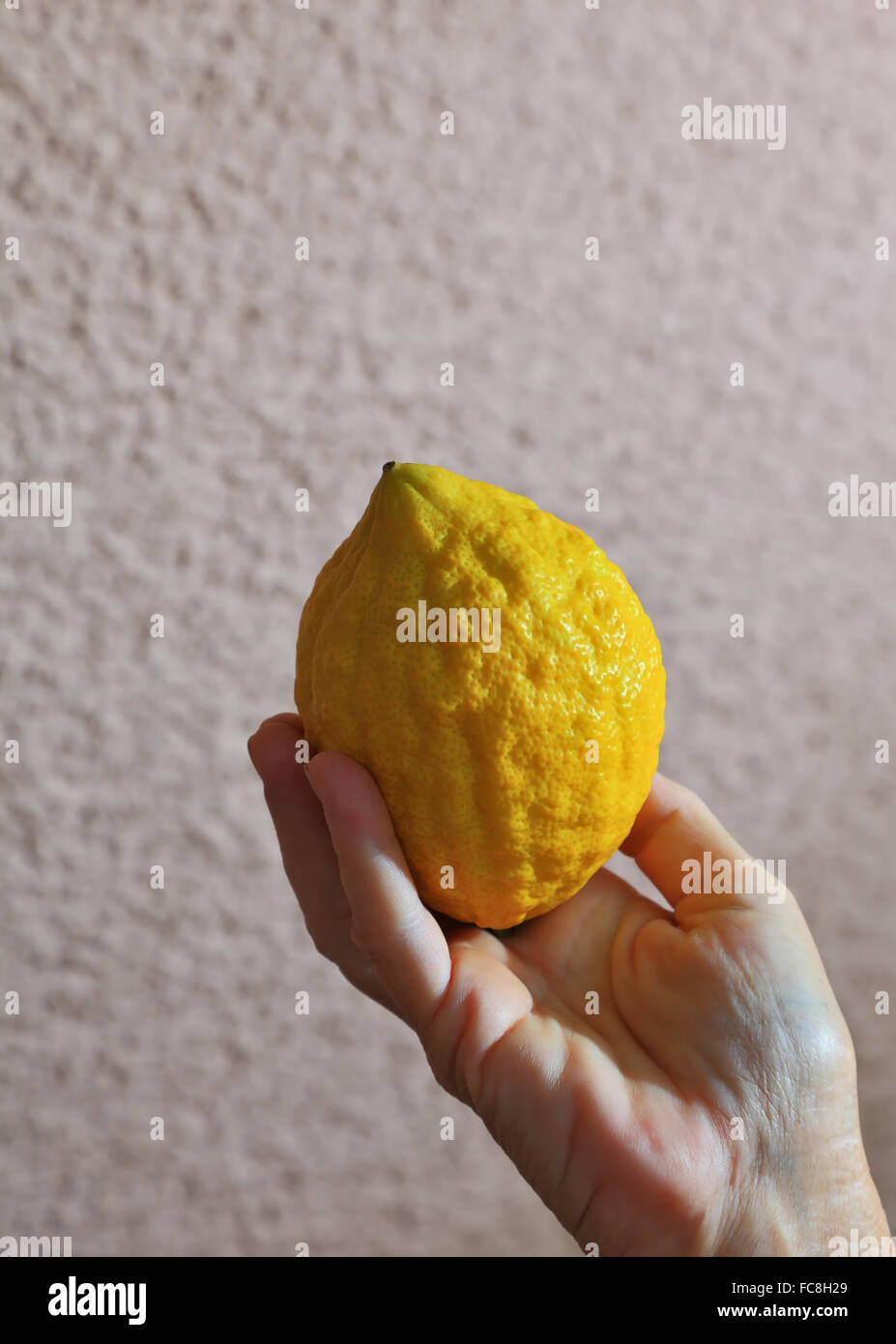 Il etrog in mano Foto Stock