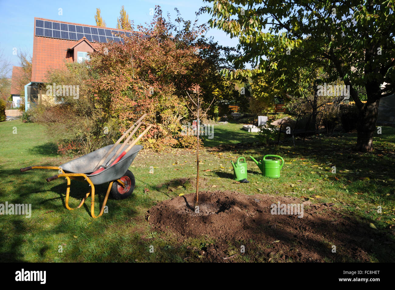 Sweet cherry tree, semina Foto Stock