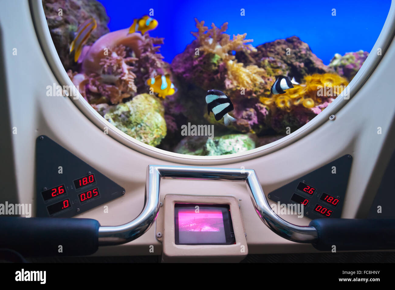 Pesci nella finestra sottomarino Foto Stock