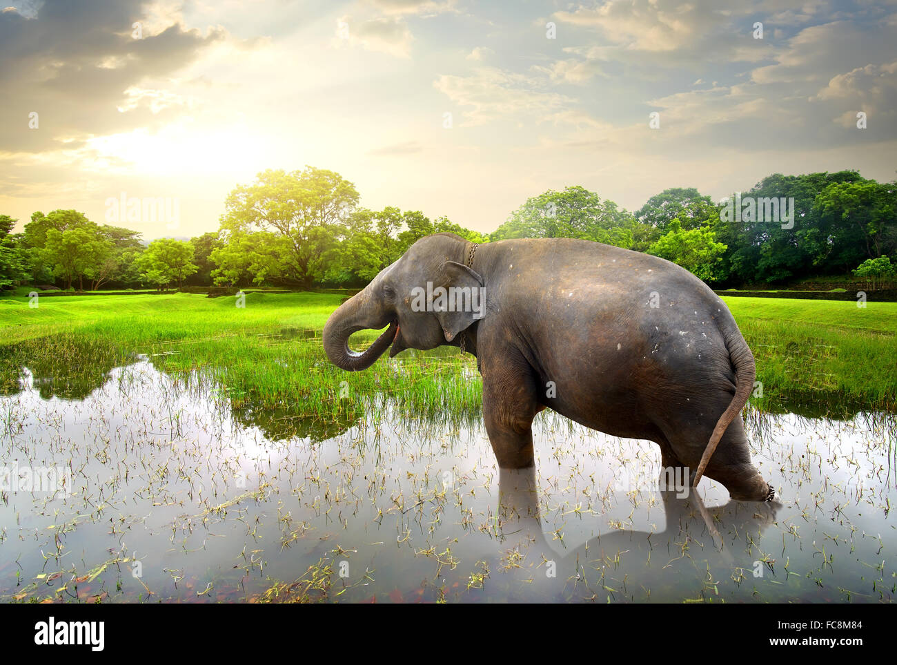 Elephant, bagno nel lago vicino alberi verdi Foto Stock