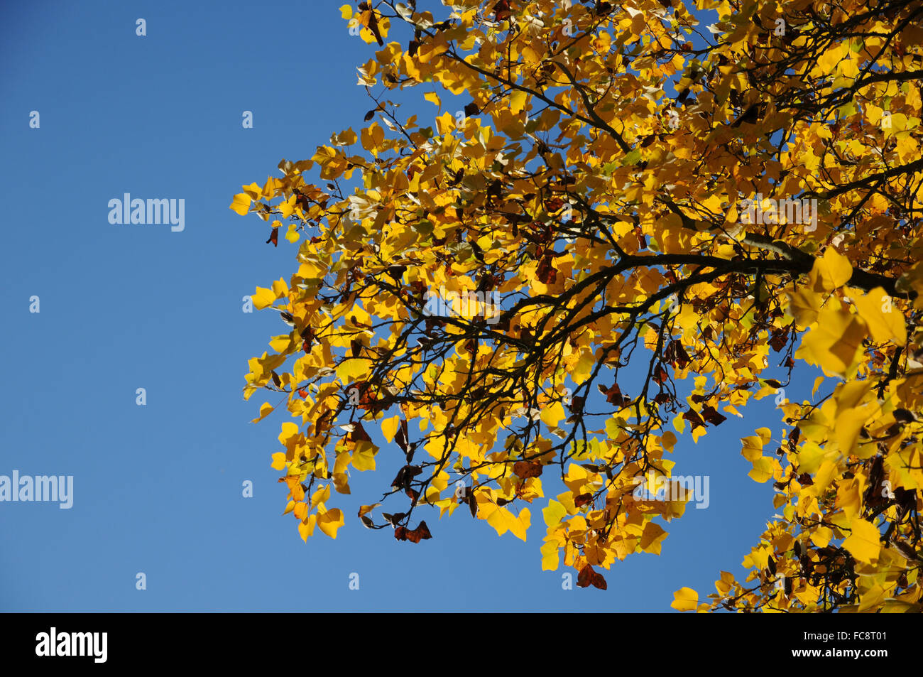 Albero del Tulip Foto Stock