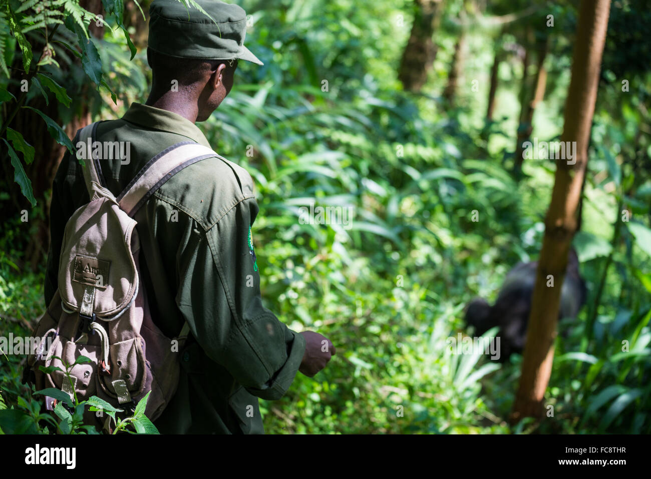 Un gruppo di turisti andare per un trekking per trovare il gorilla in bwindi national park, Uganda, Africa Foto Stock