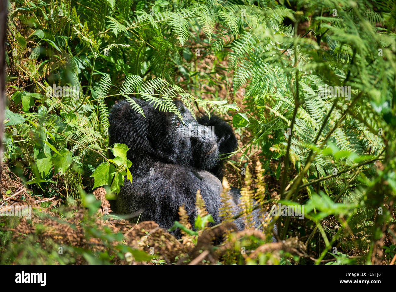 I gorilla di montagna, e Bwindi montagne Virunga, Uganda, Africa Foto Stock