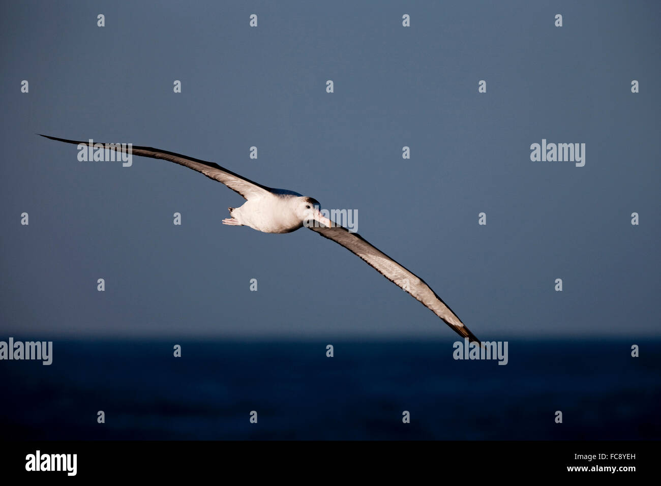 Gibson Albatross (Diomedea antipodensis gibsoni) in volo sopra il mare. Antarktis. Kein Exklusivverkauf moeglich Foto Stock