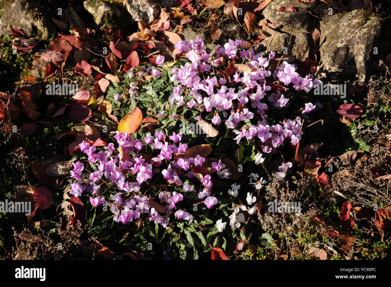 Edera-lasciava persiano di violetta Foto Stock