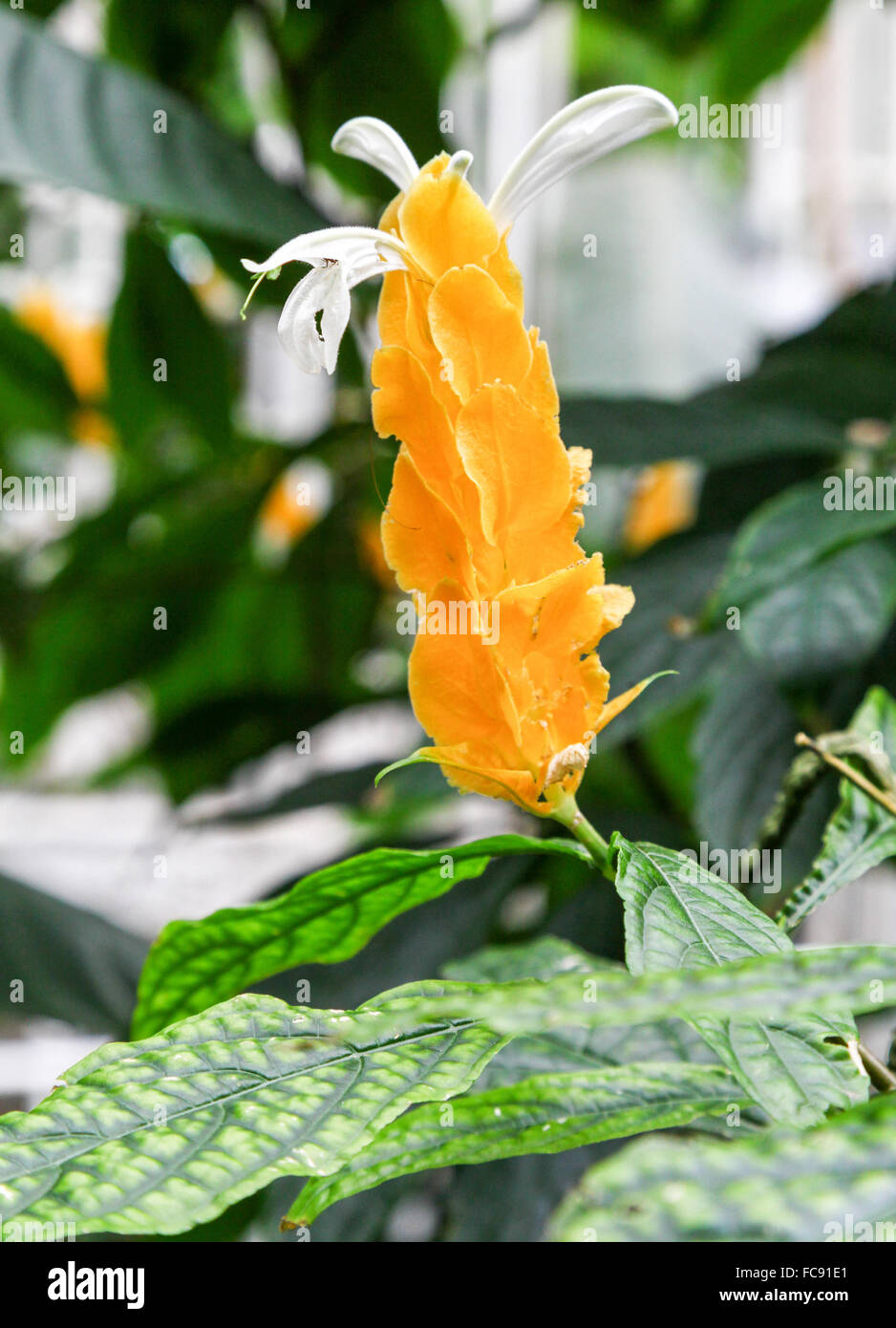 Il giallo e bianco fiore di un Pachystachys lutea, noti con i nomi comuni lollipop impianto e golden impianti adibiti alla pesca di gamberetti Foto Stock