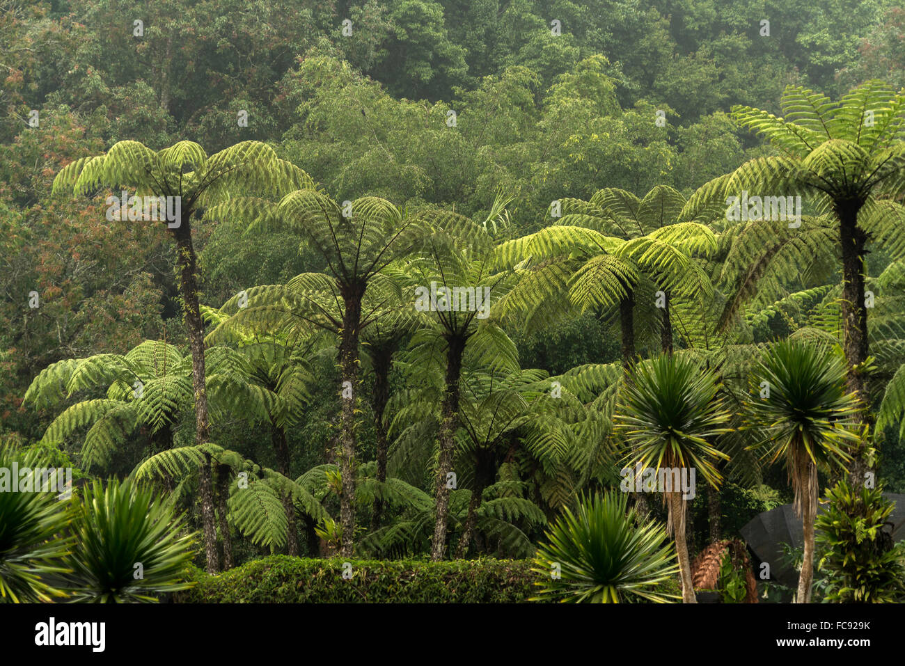 Felci arboree a Eka Karya Giardino Botanico o Bali Giardino Botanico in Bedugul , Bali, Indonesia Foto Stock