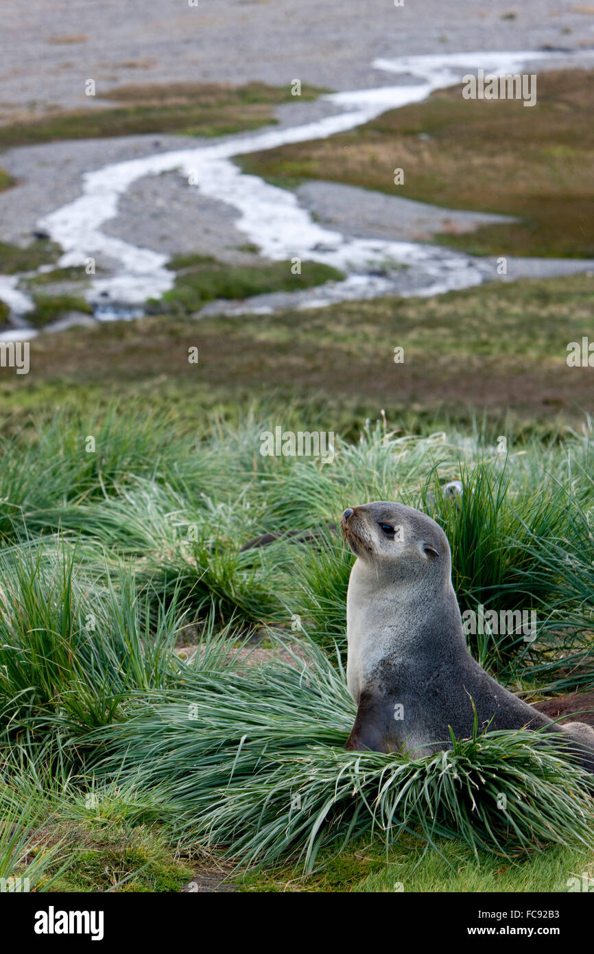 Antartico pelliccia sigillo (Arctocephalus gazella). Adulti in erba. Falkland Husvik, Isola. Nessuna esclusiva di vendita ! Foto Stock