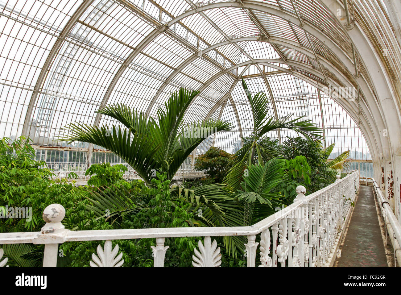 Piante delicate dentro la casa delle palme presso i Giardini di Kew Royal Botanical Gardens Londra Inghilterra REGNO UNITO Foto Stock