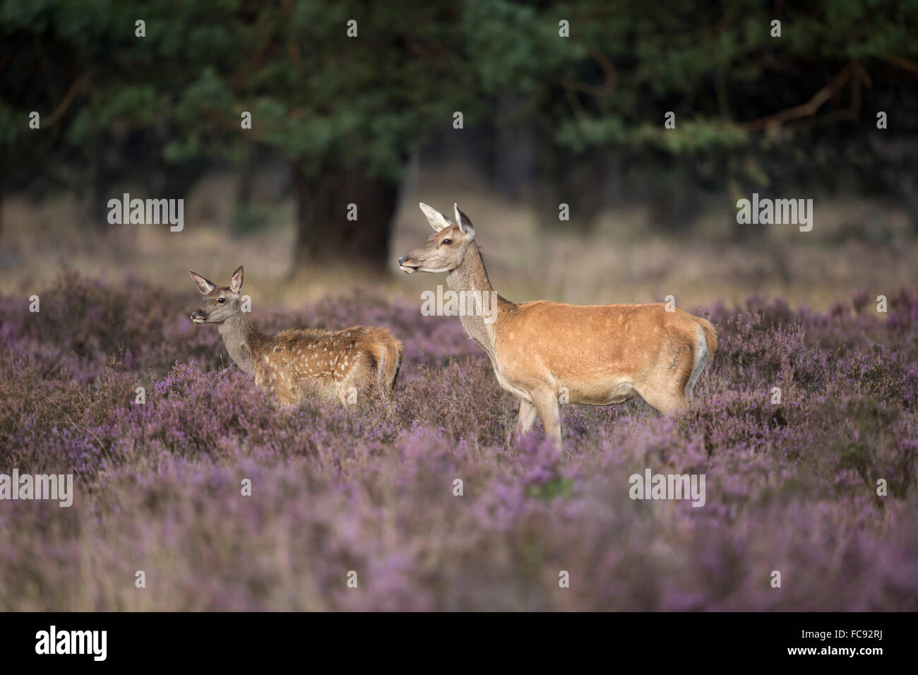 Red Deer / Rotwild ( Cervus elaphus ), doe con capretta, in un campo di fioritura heather sorge vicino al bordo di una foresta. Foto Stock