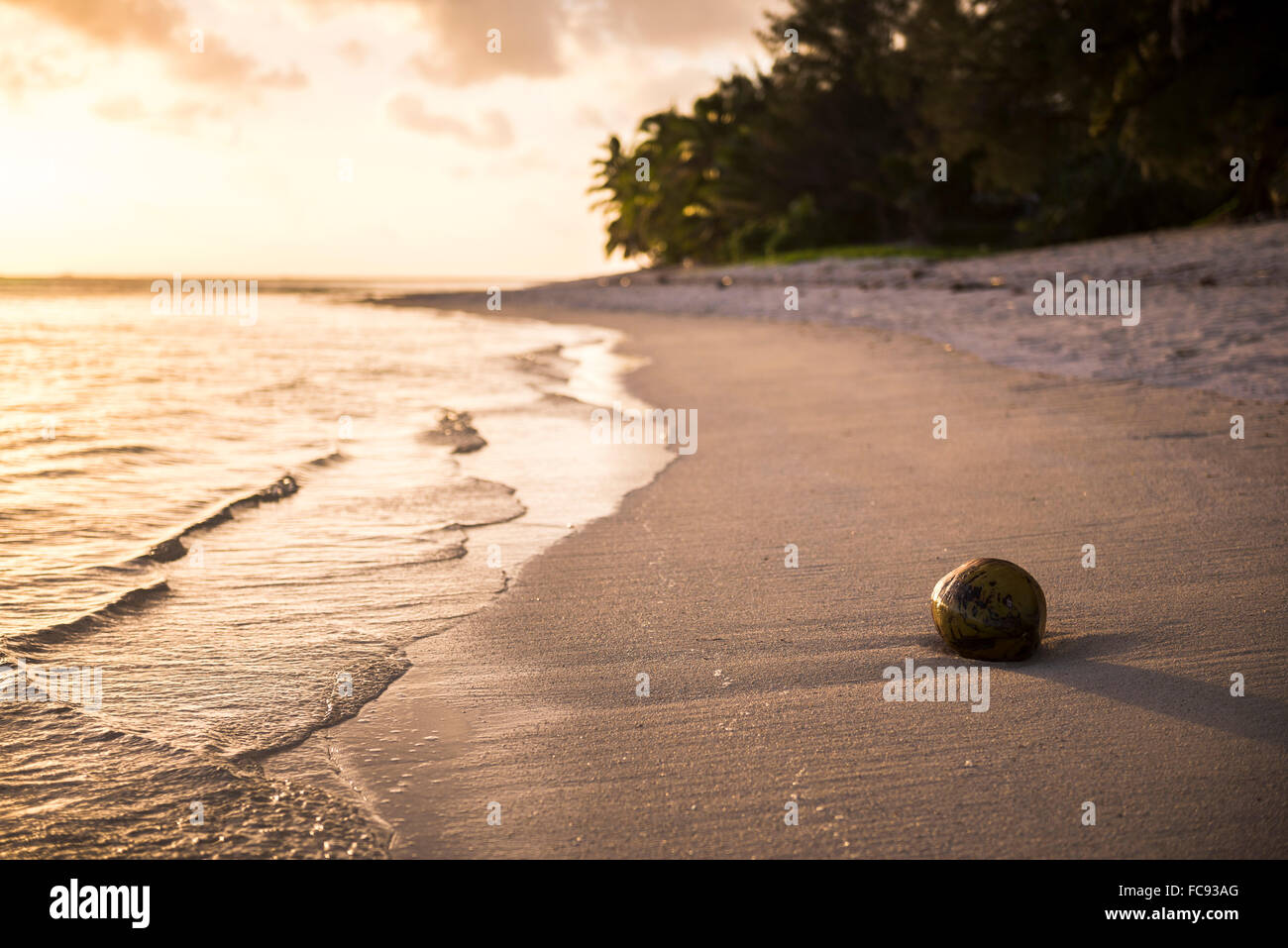 Il cocco su una spiaggia tropicale al tramonto, Isola di Rarotonga Isole Cook, South Pacific Pacific Foto Stock