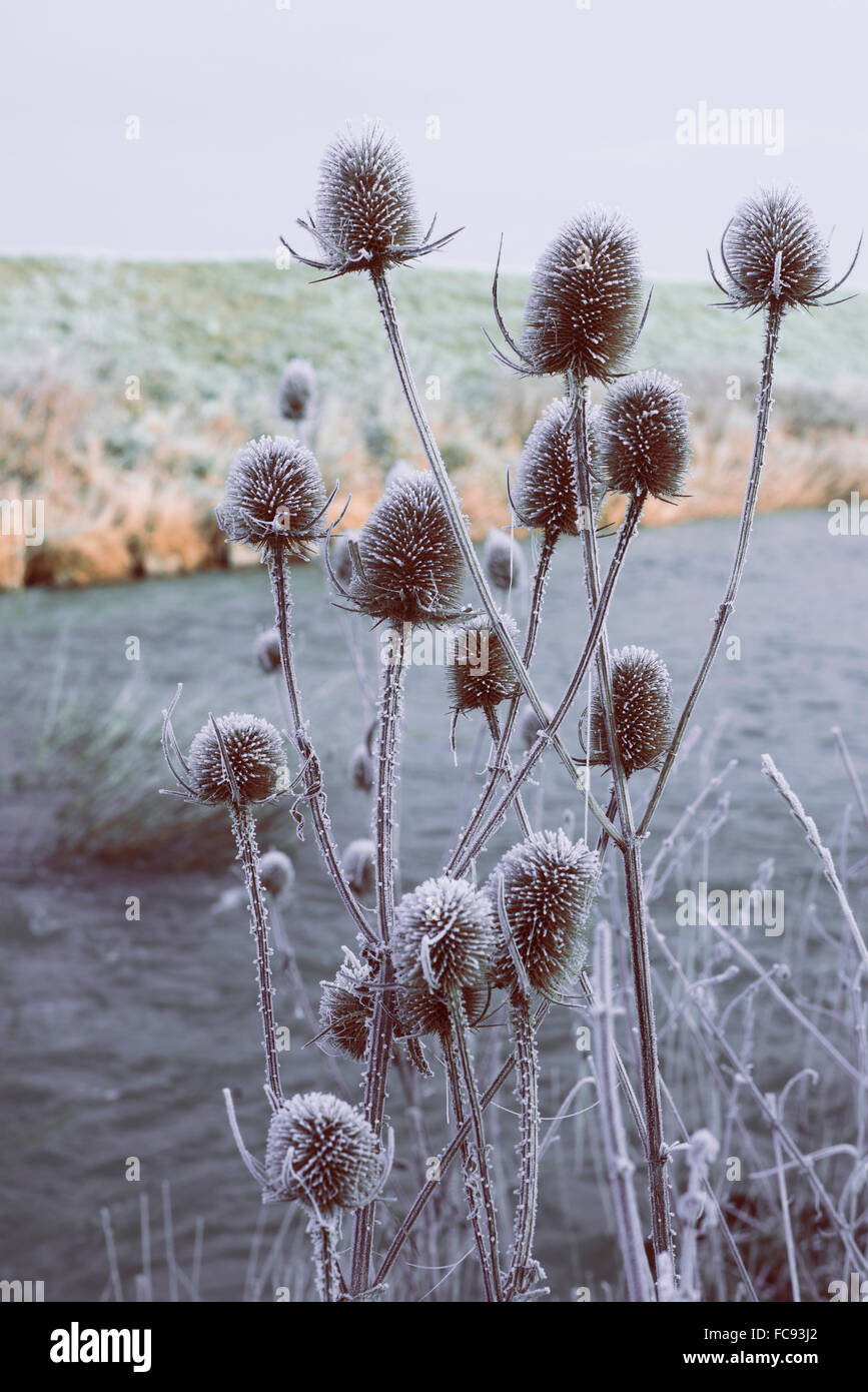 Teasel piante mediante il fiume in inverno, il gelo coperta con acqua fredda in background. Dipsacus Foto Stock