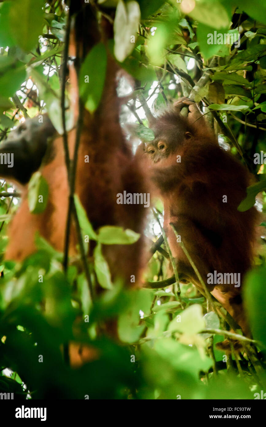 Orangutano borneano selvatico (Pongo pygmaeus more) in habitat naturale durante il processo di svezzamento. Foto Stock