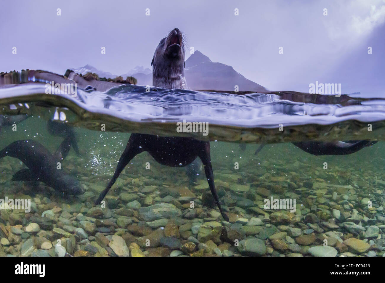 L'Antartide pelliccia sigillo pup (Arctocephalus gazella), al di sopra e al di sotto di subacquea in Husvik Bay, Georgia del Sud e le regioni polari Foto Stock