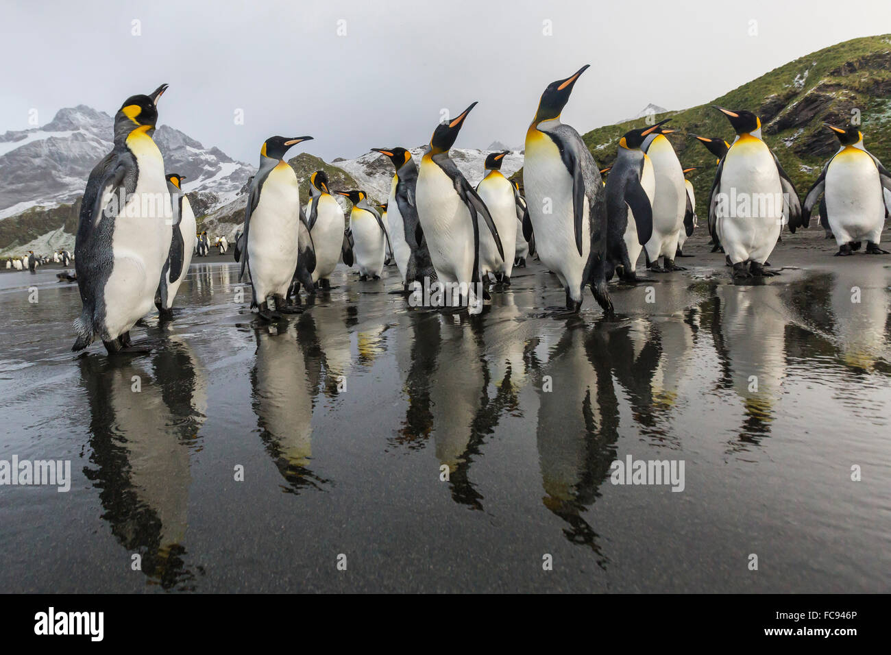 Re pinguini (Aptenodytes patagonicus) sulla spiaggia di Porto Oro, Georgia del Sud e le regioni polari Foto Stock