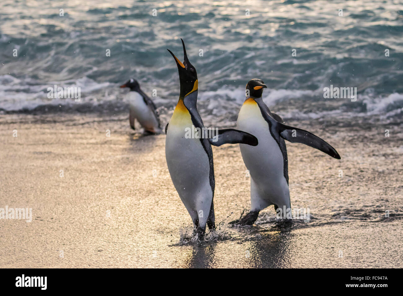 Re pinguini (Aptenodytes patagonicus) di ritorno dal mare al Porto di oro, Georgia del Sud e le regioni polari Foto Stock