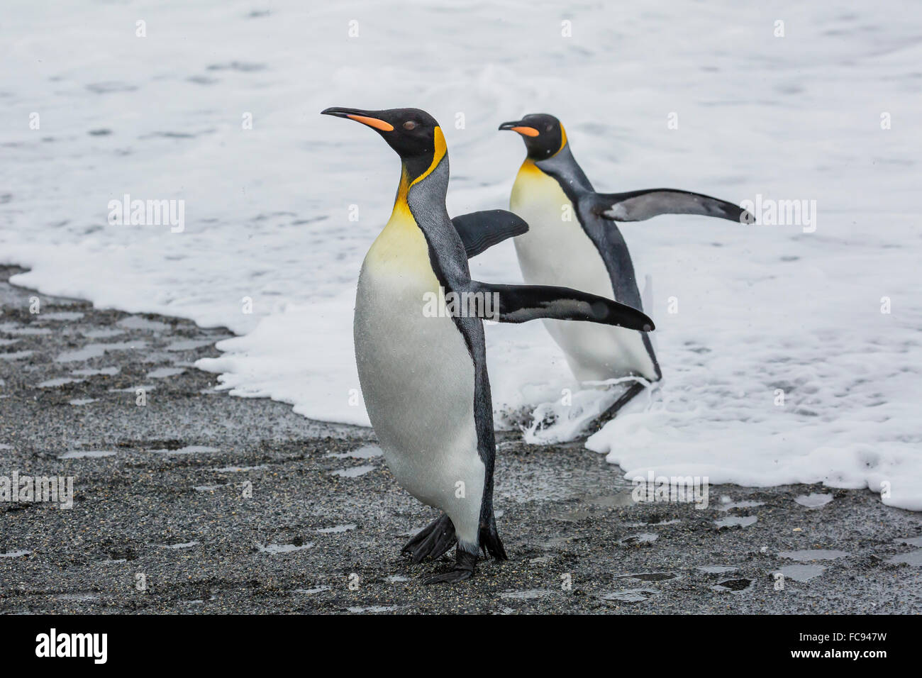 Adulto re pinguini (Aptenodytes patagonicus) di ritorno dal mare a St Andrews Bay, Georgia del Sud e le regioni polari Foto Stock