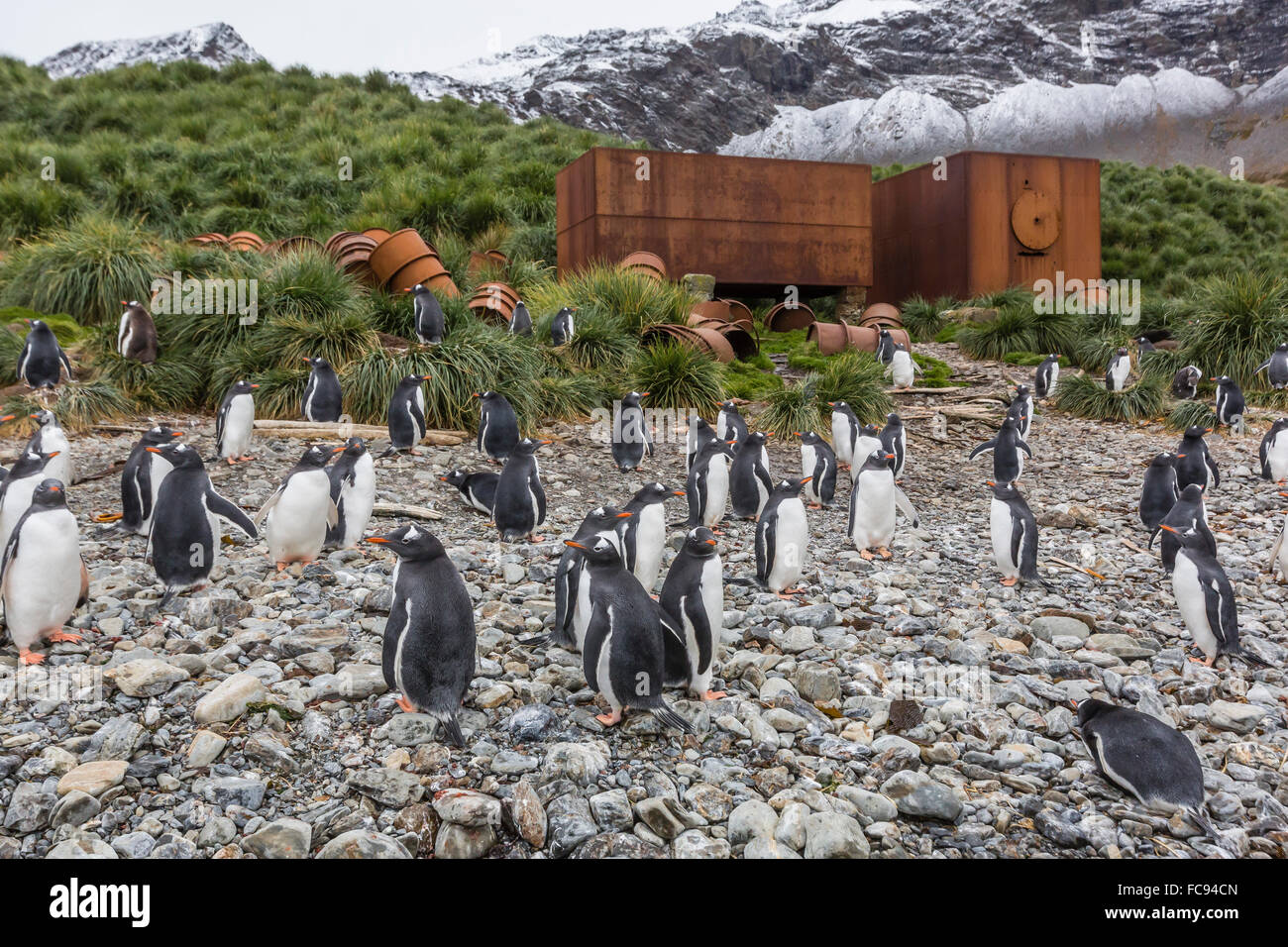I pinguini di Gentoo (Pygoscelis papua) tra abbandonate attrezzature di caccia alle balene a Godthul, Georgia del Sud e le regioni polari Foto Stock