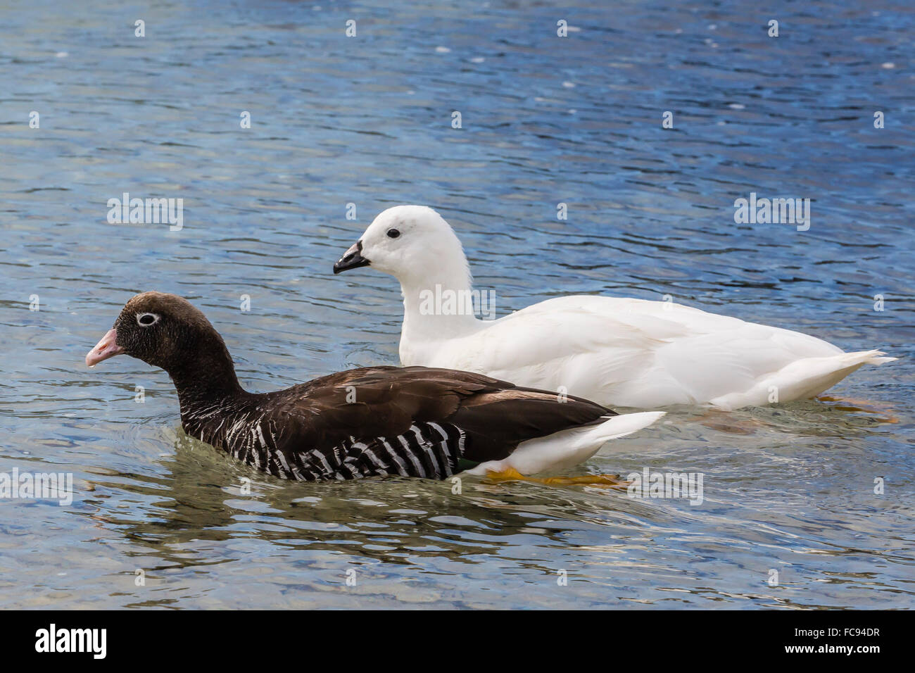 Adulto kelp coppia d'oca (Chloephaga hybrida), femmina davanti, nuova isola riserva naturale, Isole Falkland, Sud America Foto Stock