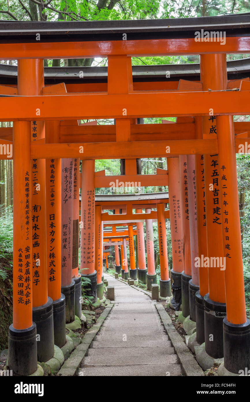 Fushimi Inari Taisha, sacrario scintoista, vermiglio torii gates linea sentieri nella foresta boscose del Monte Inari, Kyoto, Giappone, Asia Foto Stock