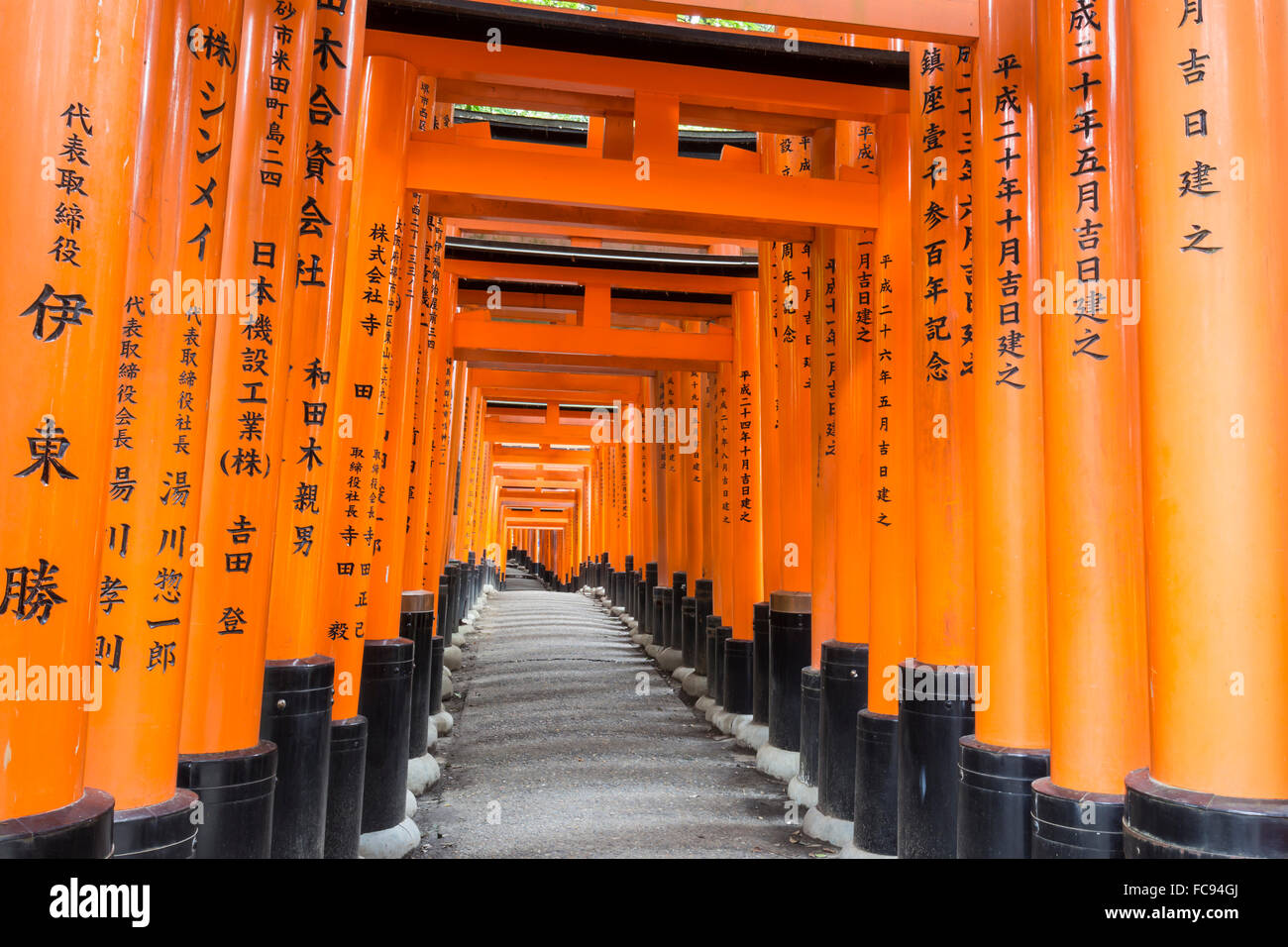 Fushimi Inari Taisha, sacrario scintoista, vermiglio torii gates linea sentieri nella foresta boscose del Monte Inari, Kyoto, Giappone, Asia Foto Stock