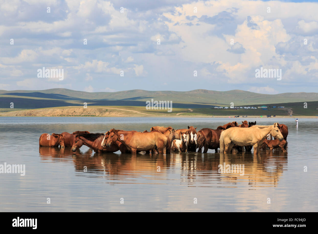 Allevamento di cavalli e puledri rinfrescarsi stando in piedi in un lago in estate, Arkhangai, Mongolia centrale, Asia Centrale, Asia Foto Stock