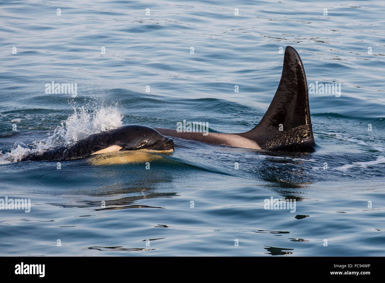 Un vitello e adulto balena killer (Orcinus orca) affioranti nel Parco Nazionale di Glacier Bay, a sud-est di Alaska, Stati Uniti d'America Foto Stock