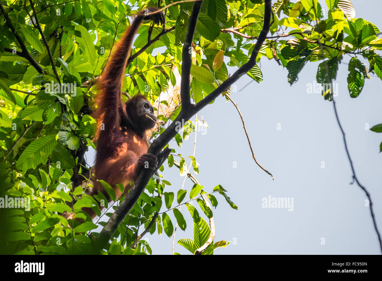 Una femmina di Orangutan (Pango pygmaeus morio) di Borneo selvaggio è foraging su un albero nel Parco Nazionale di Kutai, Kalimantan orientale, Indonesia. Foto Stock
