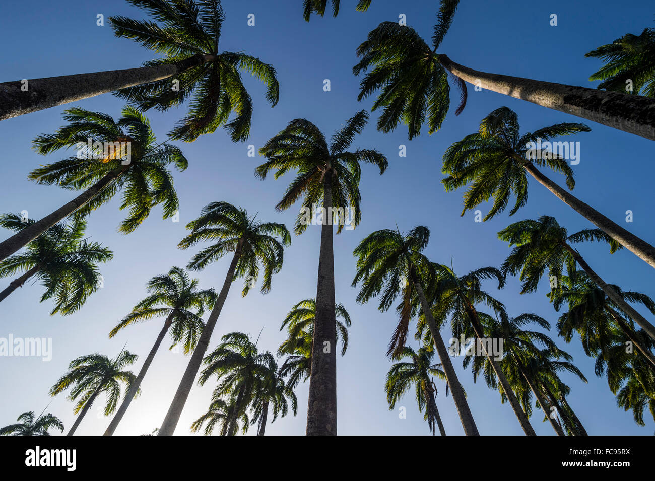 Il Palm Grove nel cuore di Cayenne, Guiana francese, Dipartimento di Francia, Sud America Foto Stock