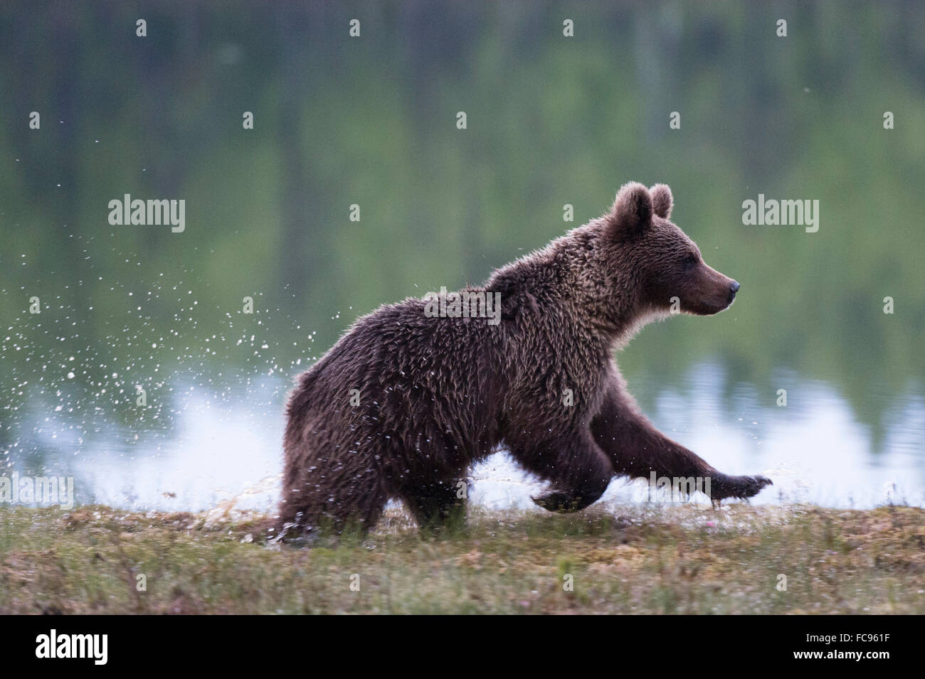 Unione l'orso bruno (Ursus arctos), Kuhmo, in Finlandia, in Scandinavia, Europa Foto Stock