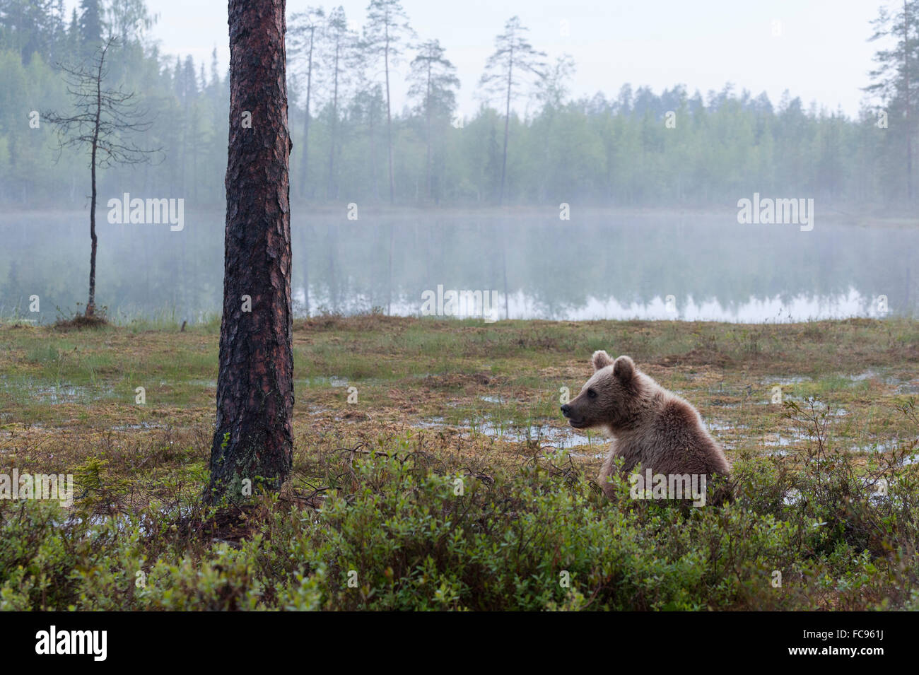 Unione l'orso bruno (Ursus arctos), Kuhmo, in Finlandia, in Scandinavia, Europa Foto Stock