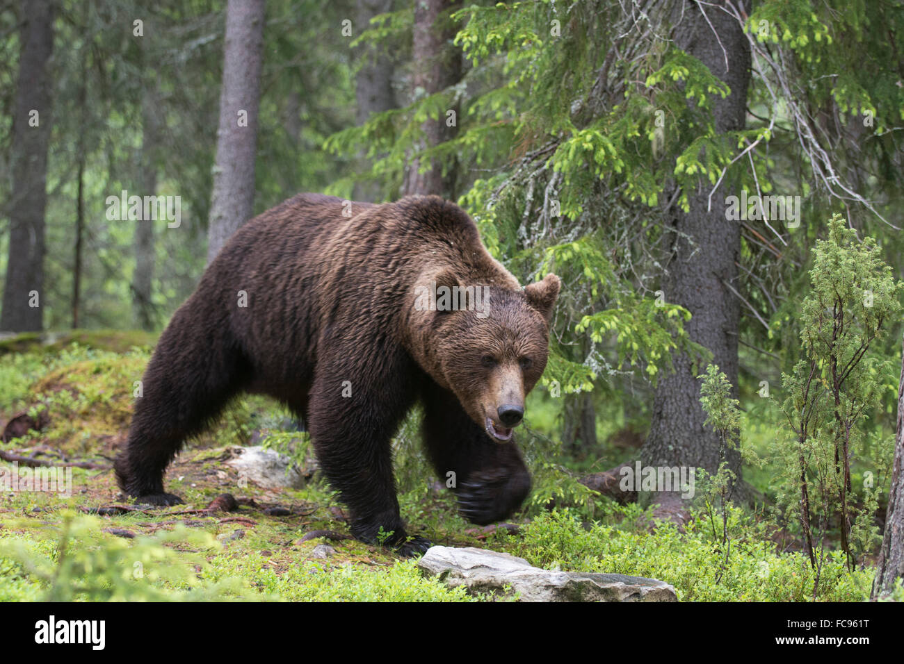 Unione l'orso bruno (Ursus arctos), Kuhmo, in Finlandia, in Scandinavia, Europa Foto Stock