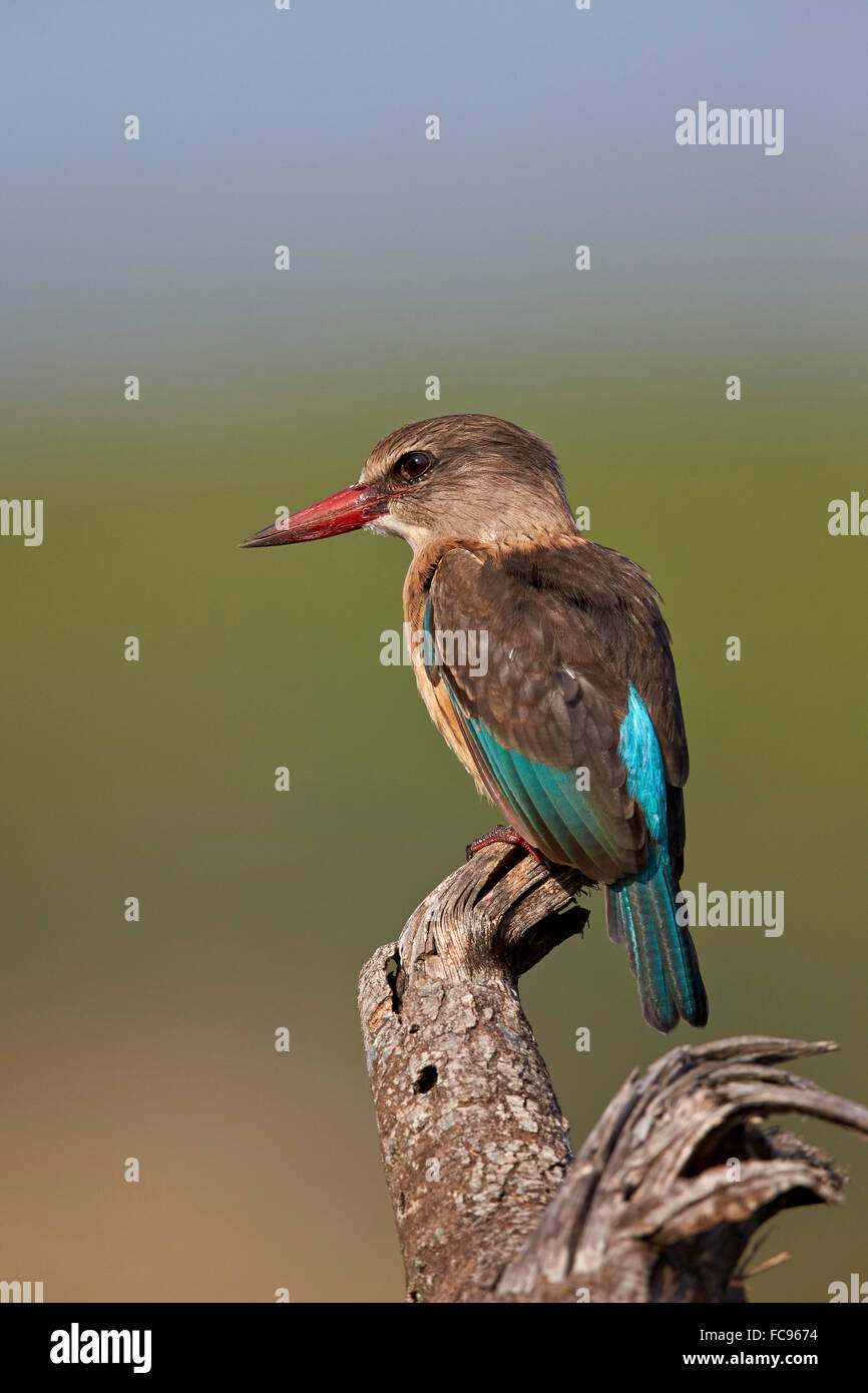 Marrone-incappucciati kingfisher (Halcyon albiventris), Kruger National Park, Sud Africa e Africa Foto Stock